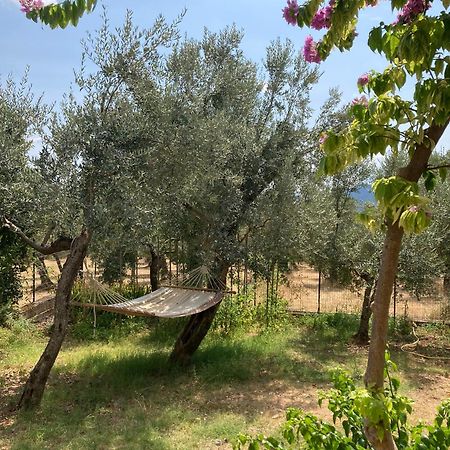 Casa Sisu-Appartamento Immerso Negli Ulivi SantʼElia Fiumerapido Esterno foto