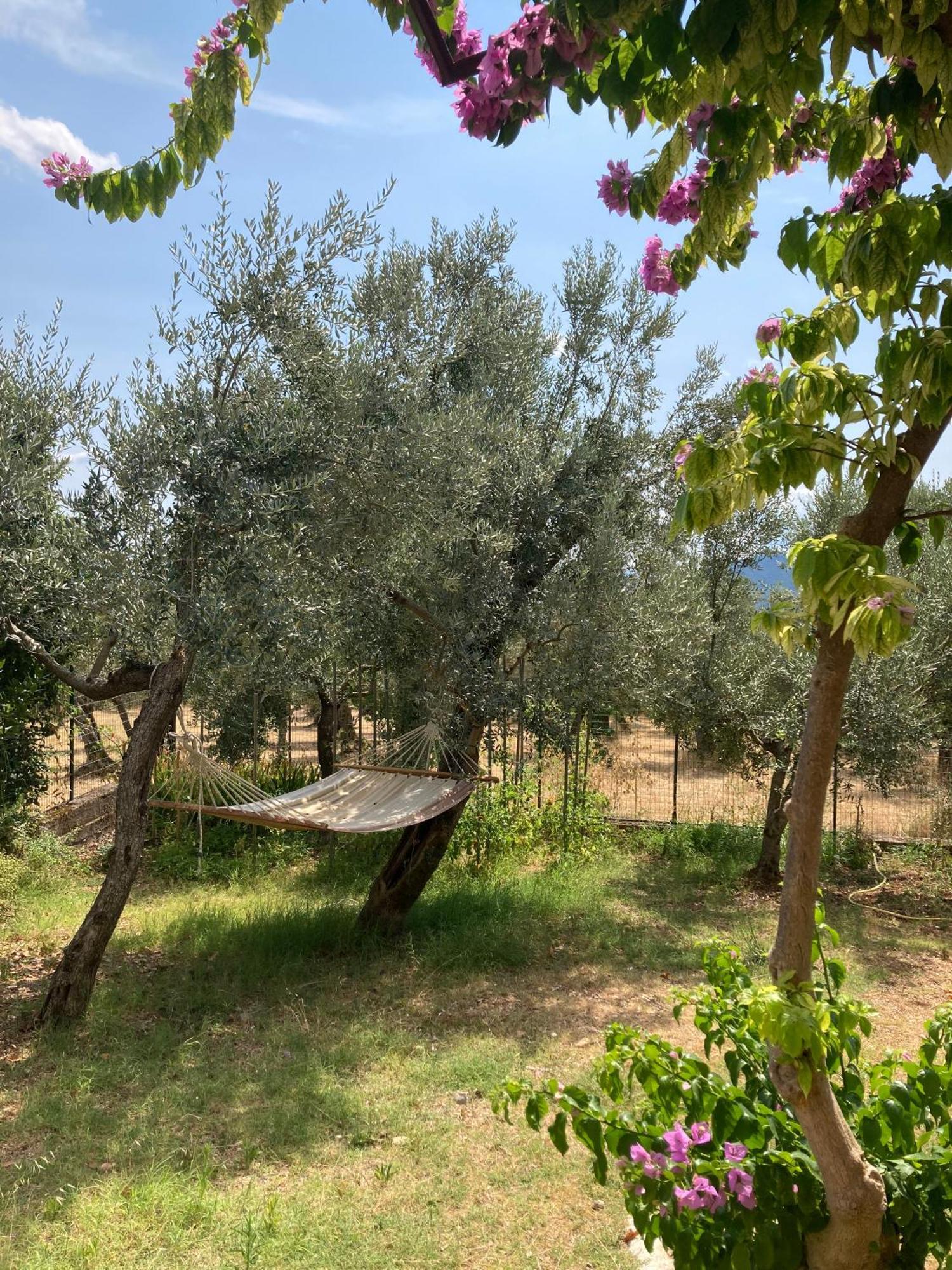 Casa Sisu-Appartamento Immerso Negli Ulivi SantʼElia Fiumerapido Esterno foto