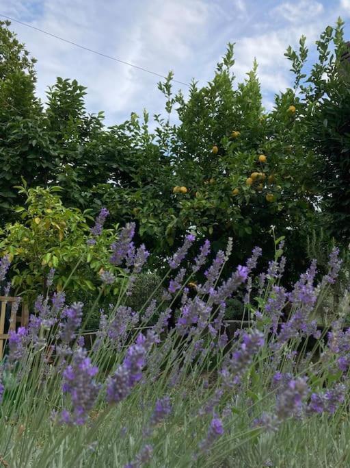 Casa Sisu-Appartamento Immerso Negli Ulivi SantʼElia Fiumerapido Esterno foto