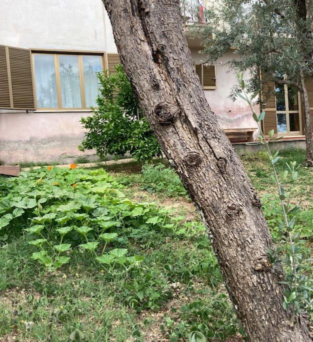 Casa Sisu-Appartamento Immerso Negli Ulivi SantʼElia Fiumerapido Esterno foto