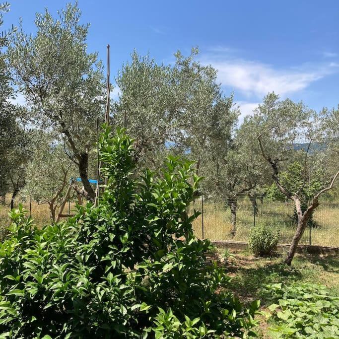Casa Sisu-Appartamento Immerso Negli Ulivi SantʼElia Fiumerapido Esterno foto