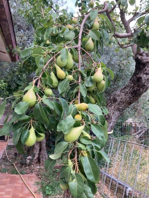 Casa Sisu-Appartamento Immerso Negli Ulivi SantʼElia Fiumerapido Esterno foto